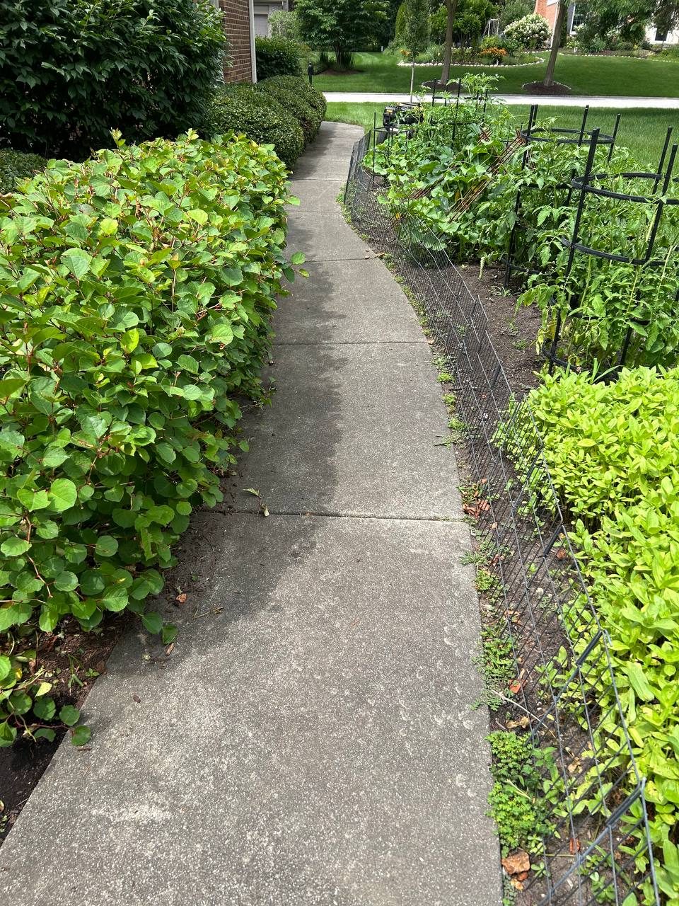 Garden path &mdash; before